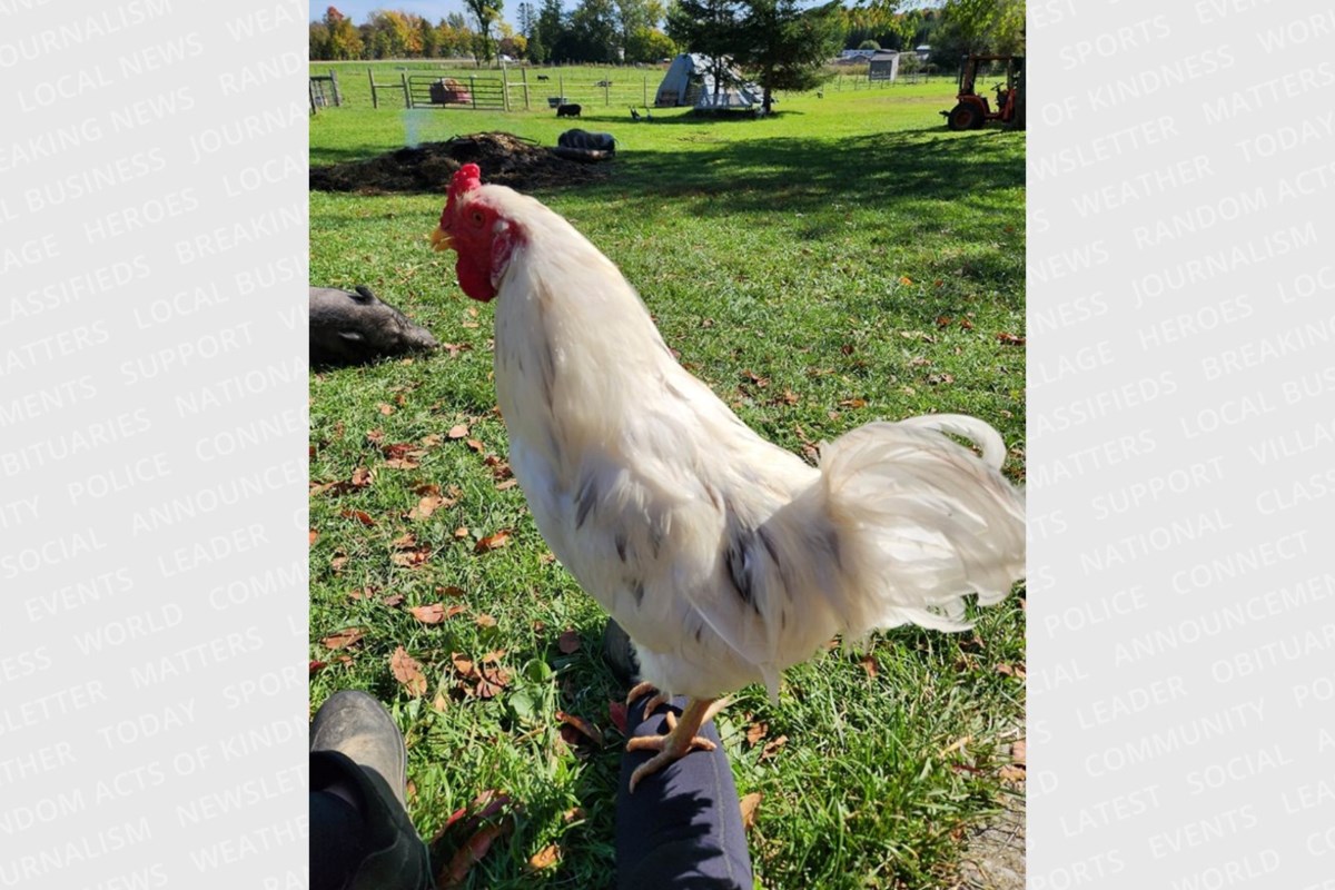 Animal lover raising money for photo-bombing rooster’s medical bills