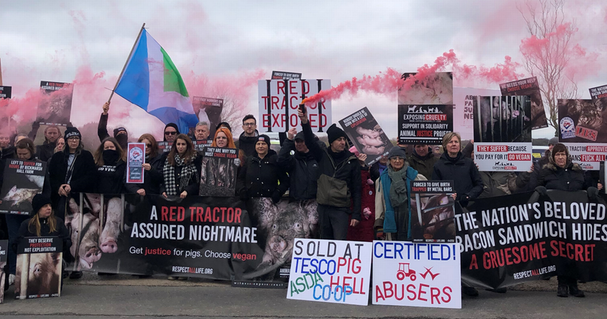 Animal rights activists protest at 'brutal' pig farm
