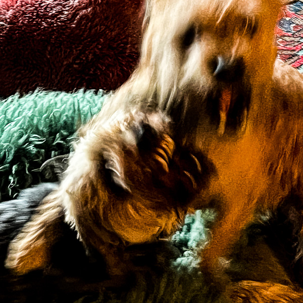 Bored Dogs | My Shetland