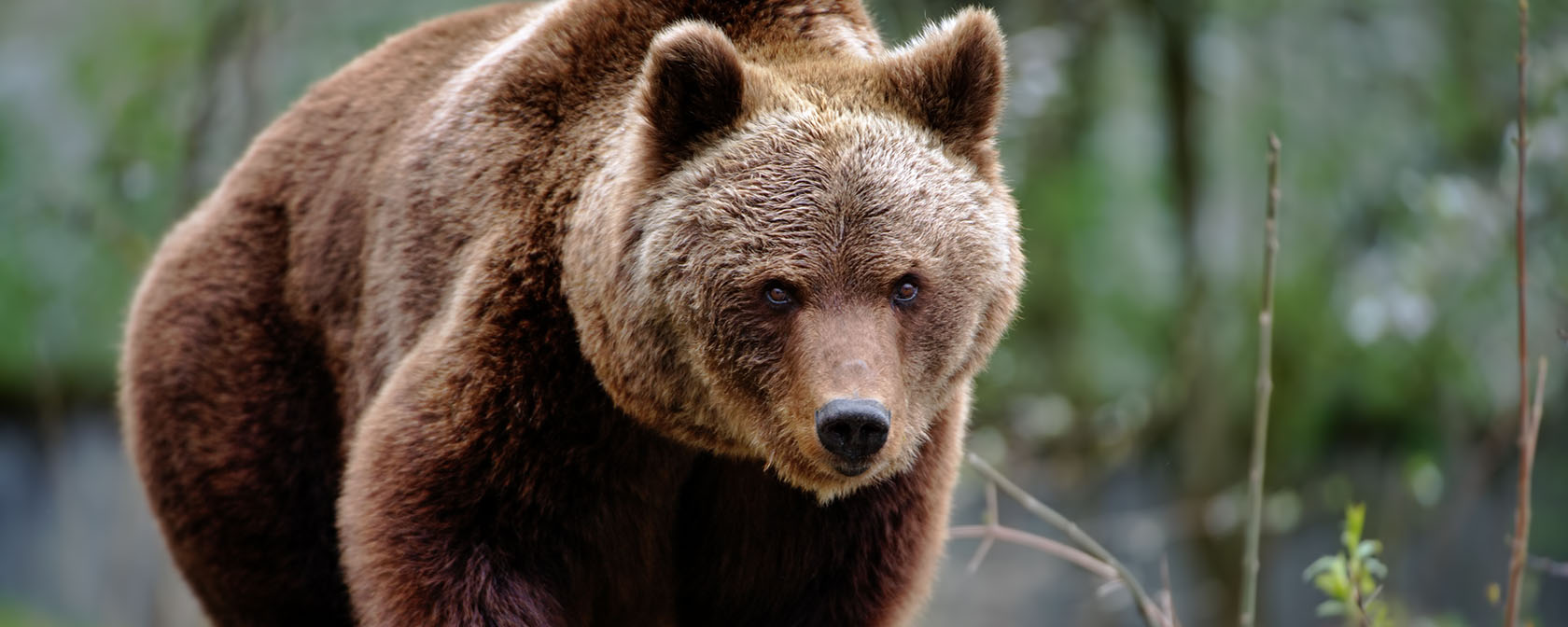 Breaking: New threats to grizzlies, wolves and Endangered Species Act emerge in Congress
