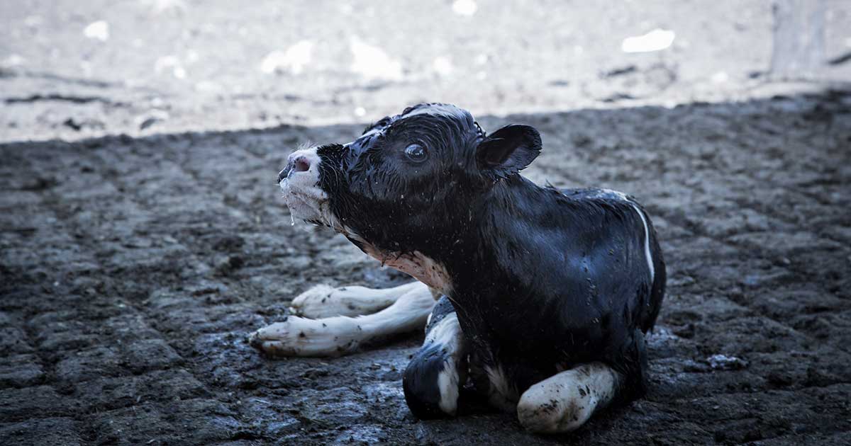 Capturing the Cruelty of Factory Farms