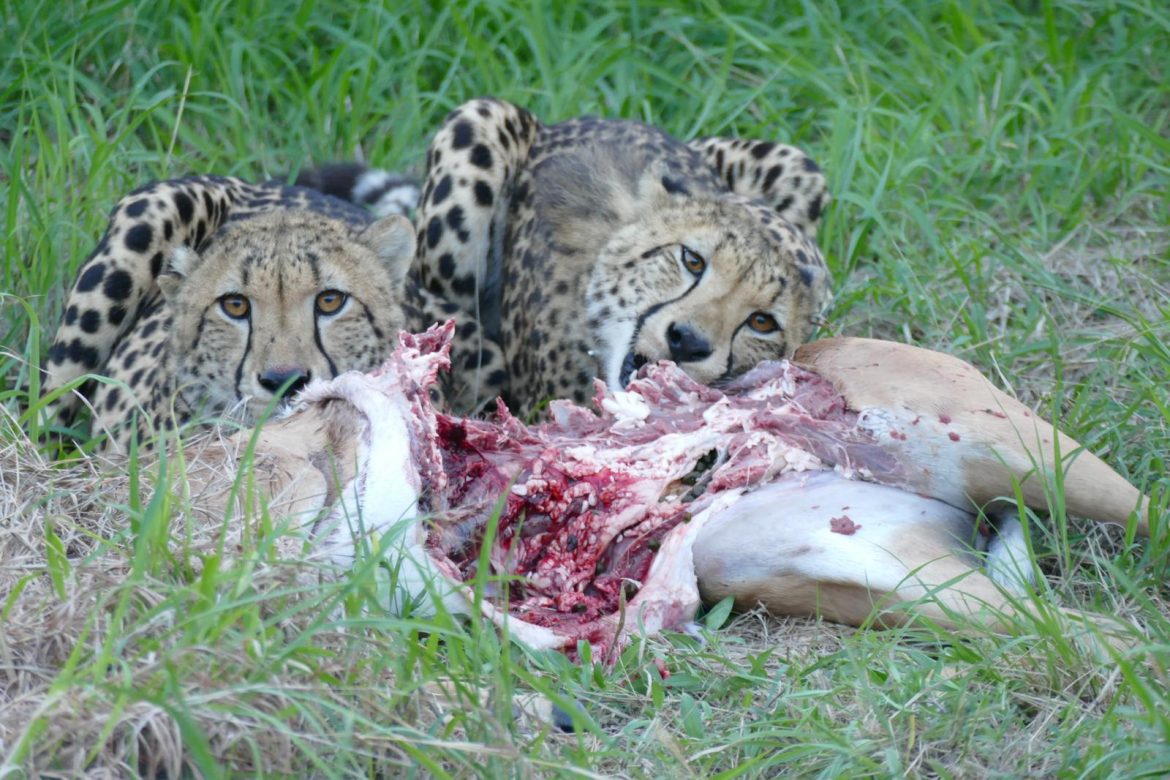 Cheetah Released onto Hluhluwe-iMfolozi Park