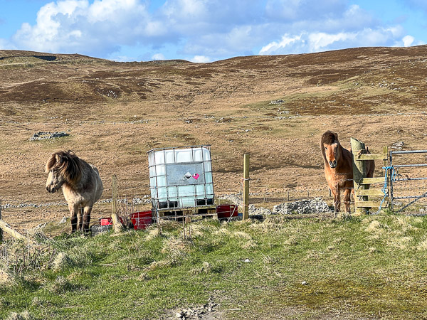 Desperate Times | My Shetland
