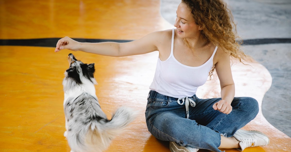 Dog Training Methods and Animal Welfare