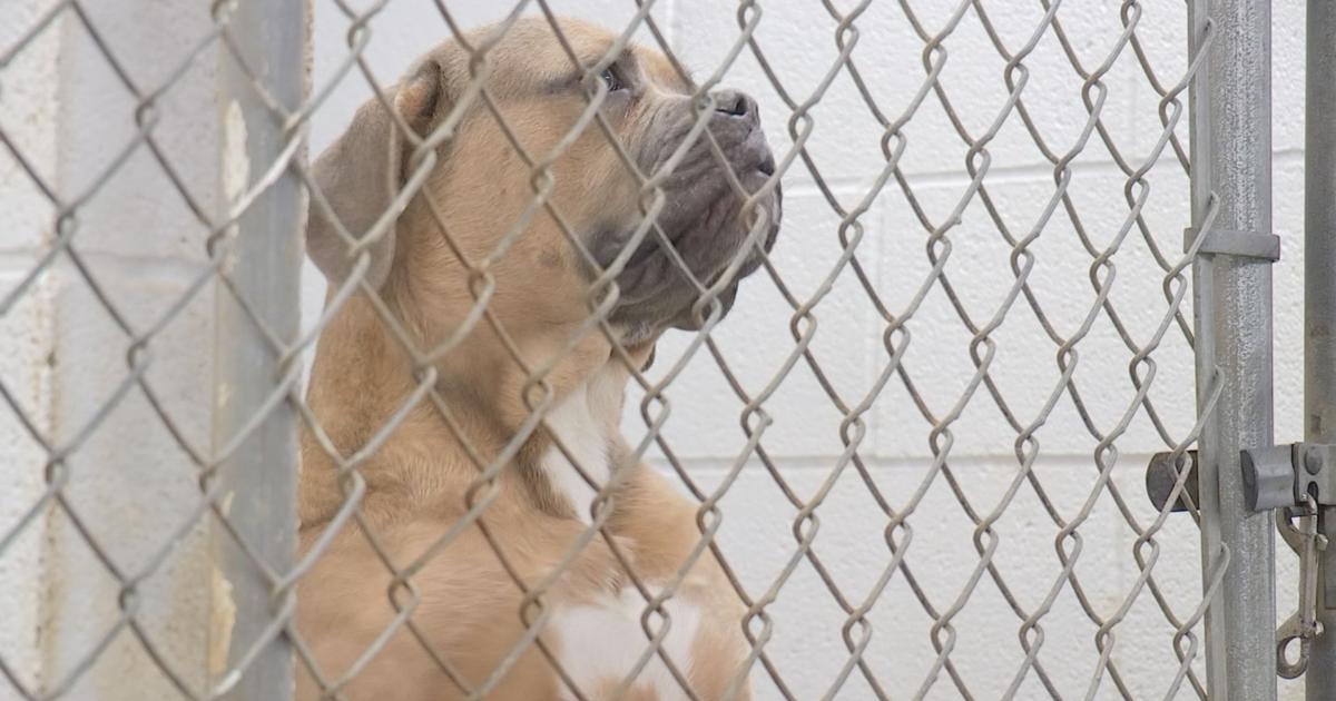 Local animal shelters say they're overflowing as inflation strains pet owners | News