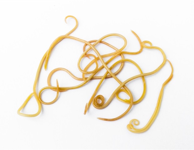 New finding in roundworms upends classical thinking about animal cell differentiation
