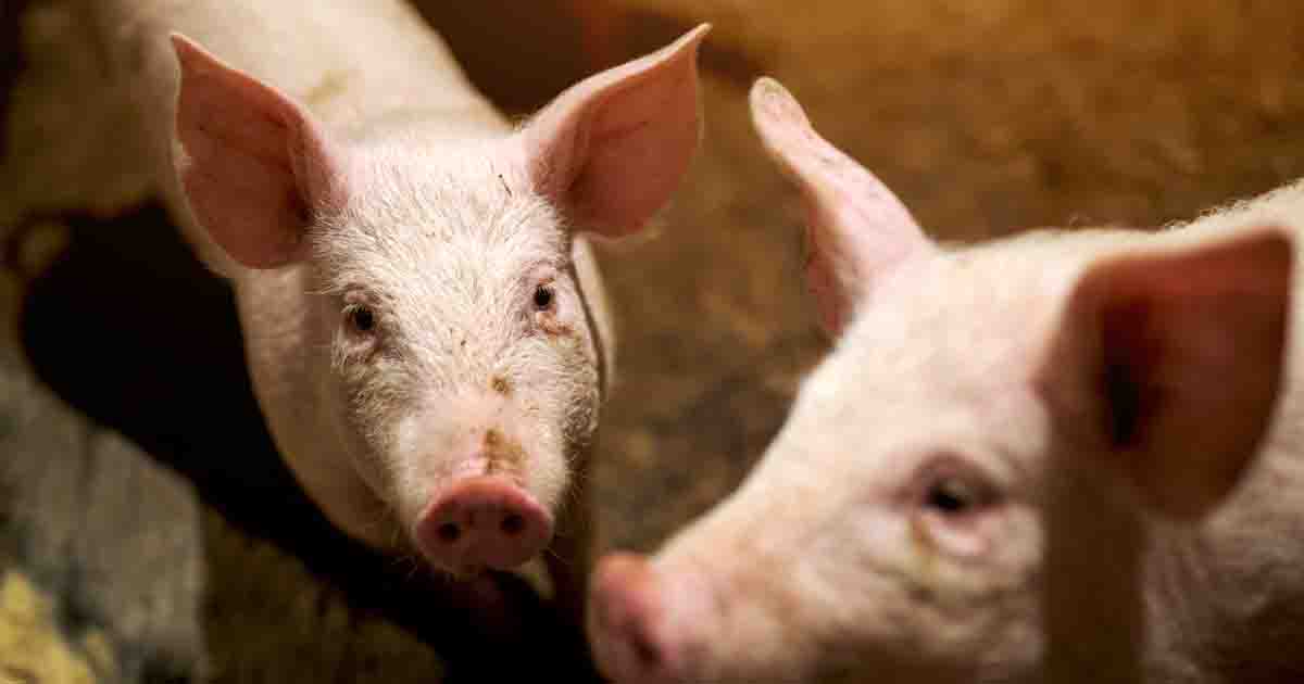 Progress! Another Major Food Company Will End Cages for Pigs