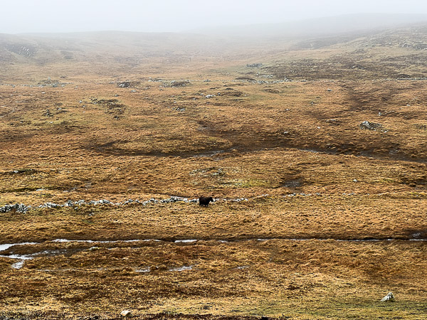 So Peaceful Without Newt | My Shetland
