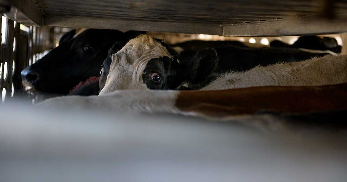 South Fork Dairy Farm Fire Kills 18,000 Cows