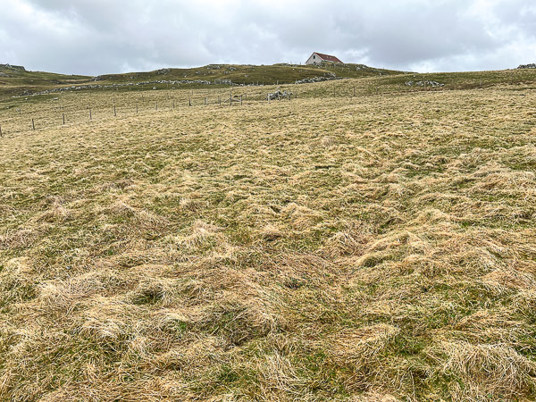 The Rainy Day Field | My Shetland