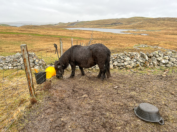 Wet and Revolting | My Shetland
