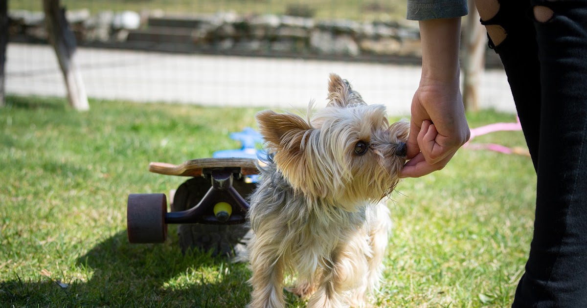 2 New Posts on Dog Training and England’s Shock Collar Ban