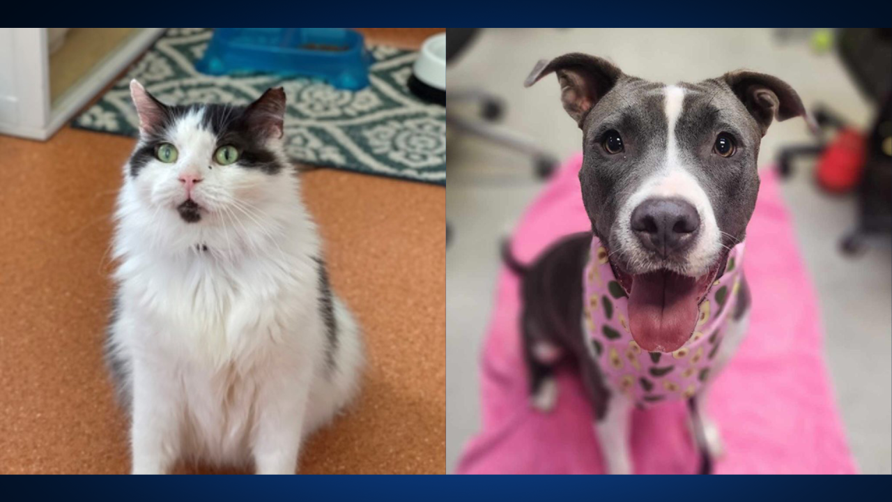 3 major animal shelters in Austin holding weeklong, joint adoption event