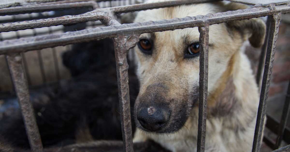 8 Years of Investigations of Dog and Cat Meat Trade