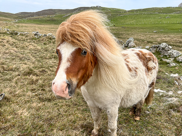 A Bad Hair Day | My Shetland