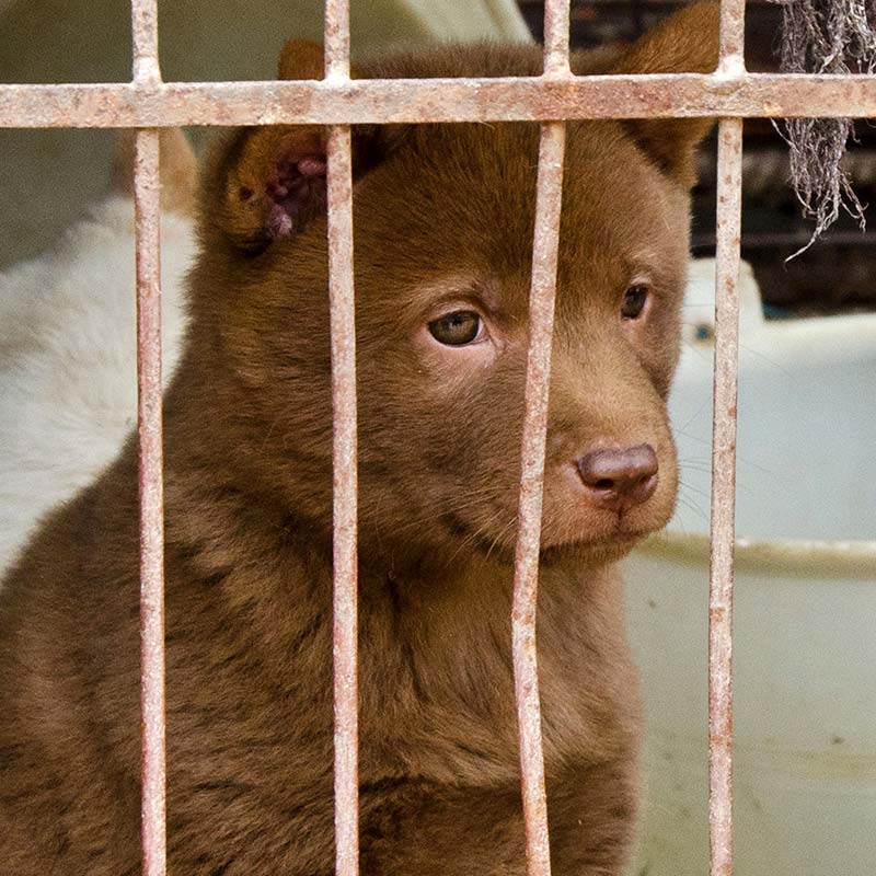 China’s Cat and Dog Meat Trade