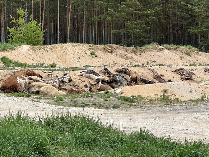 Complaints on Hiiumaa after animal carcasses left to rot in the open | News