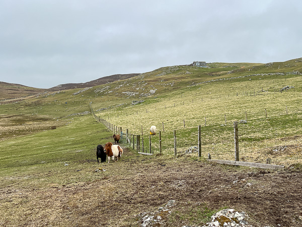 Feeling Happier | My Shetland