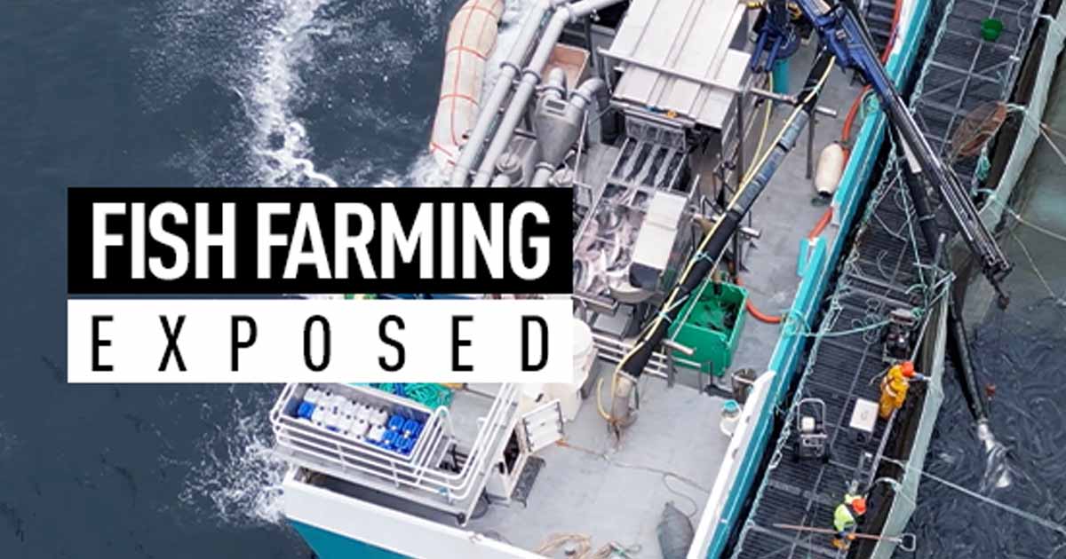 Investigation: UK Fish Slaughter Boats Exposed With New Drone Footage