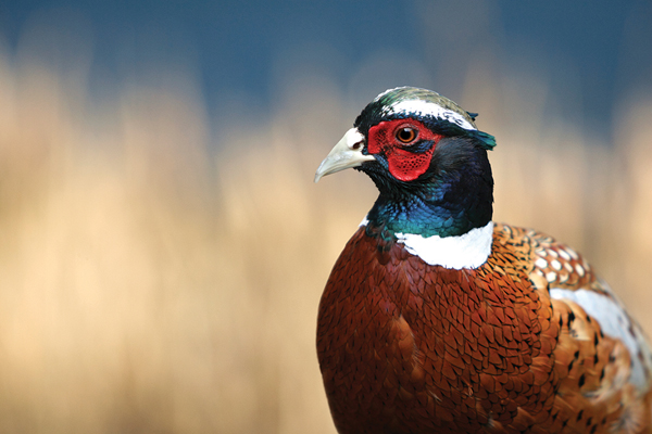 NRW consultation on game bird release: advice for supporters