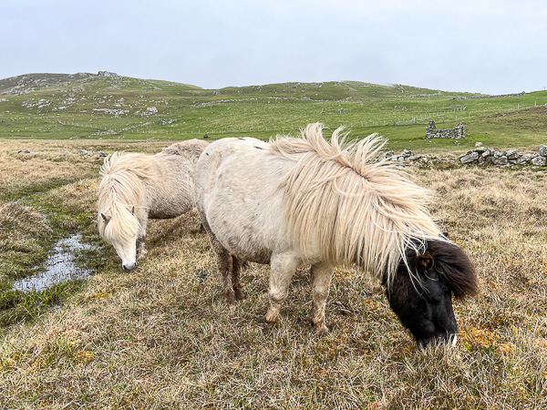 Native Environment | My Shetland