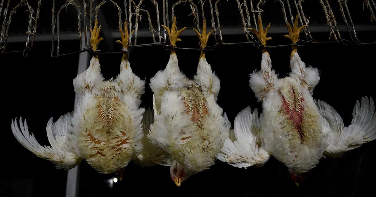 New Images by Animal Equality Show the Short But Harsh Life of Chickens