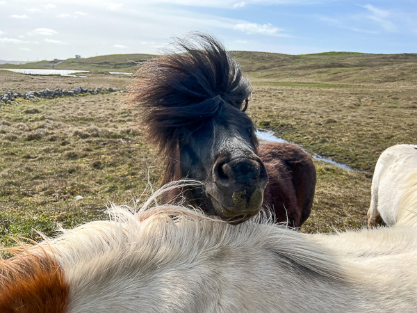 Pepper and her Friends | My Shetland