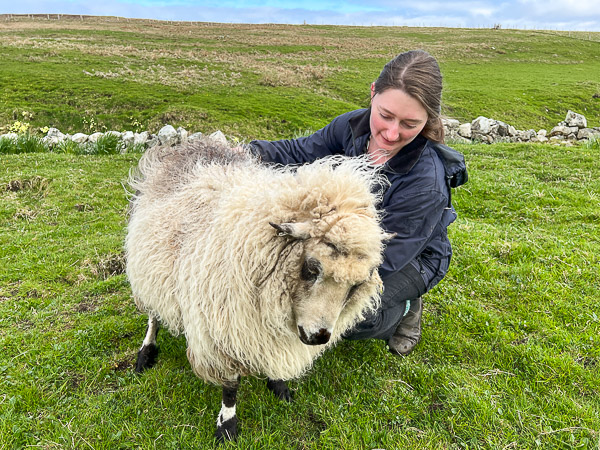 Queen of Sheep | My Shetland