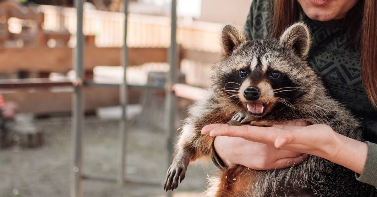 Raccoon euthanized after being kissed by pet store customers