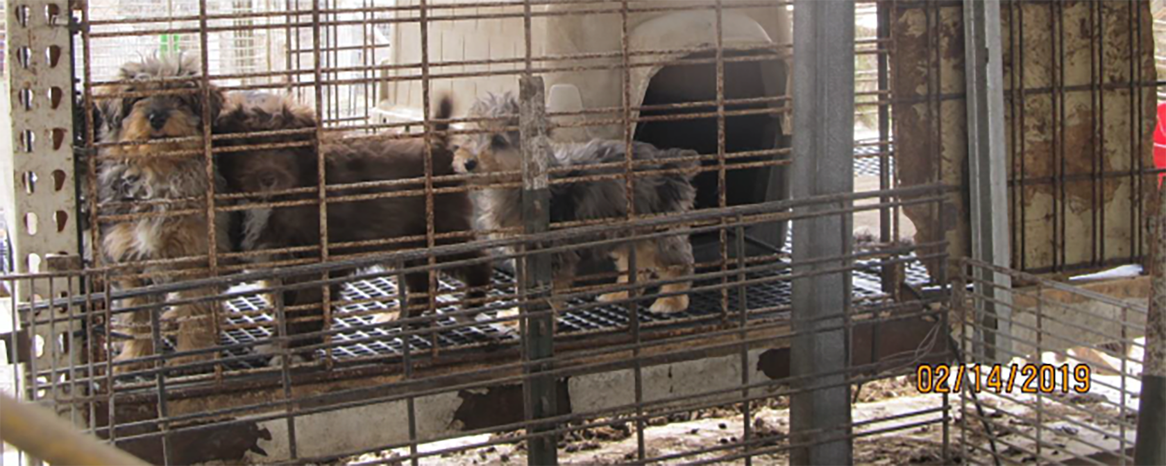 Revealed: 100 reprehensible U.S. puppy mills in Horrible Hundred report