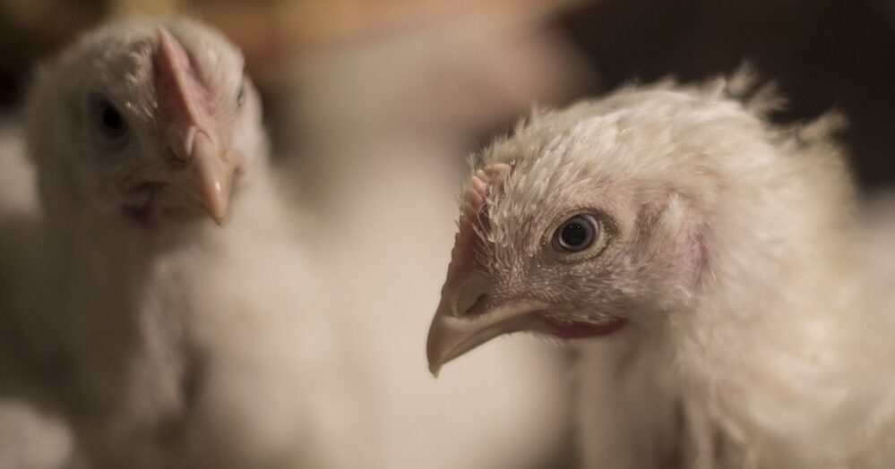 The Life of a Chicken in a Factory Farm
