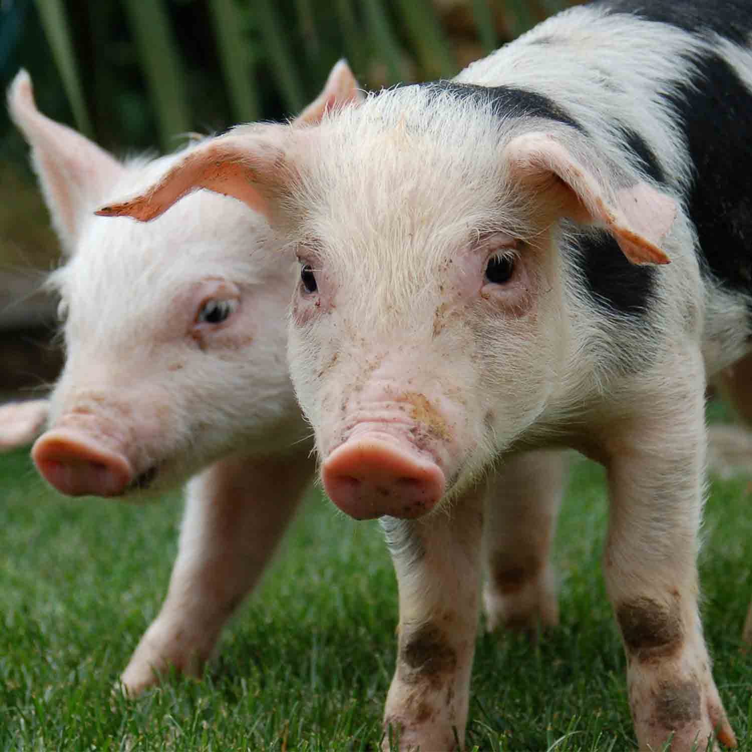 two small and happy pigs
