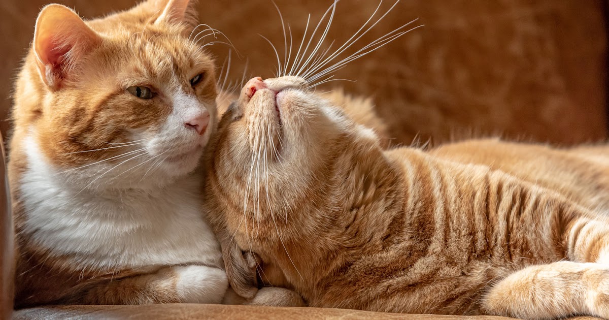 What are Cat Pheromones and What Do They Do?