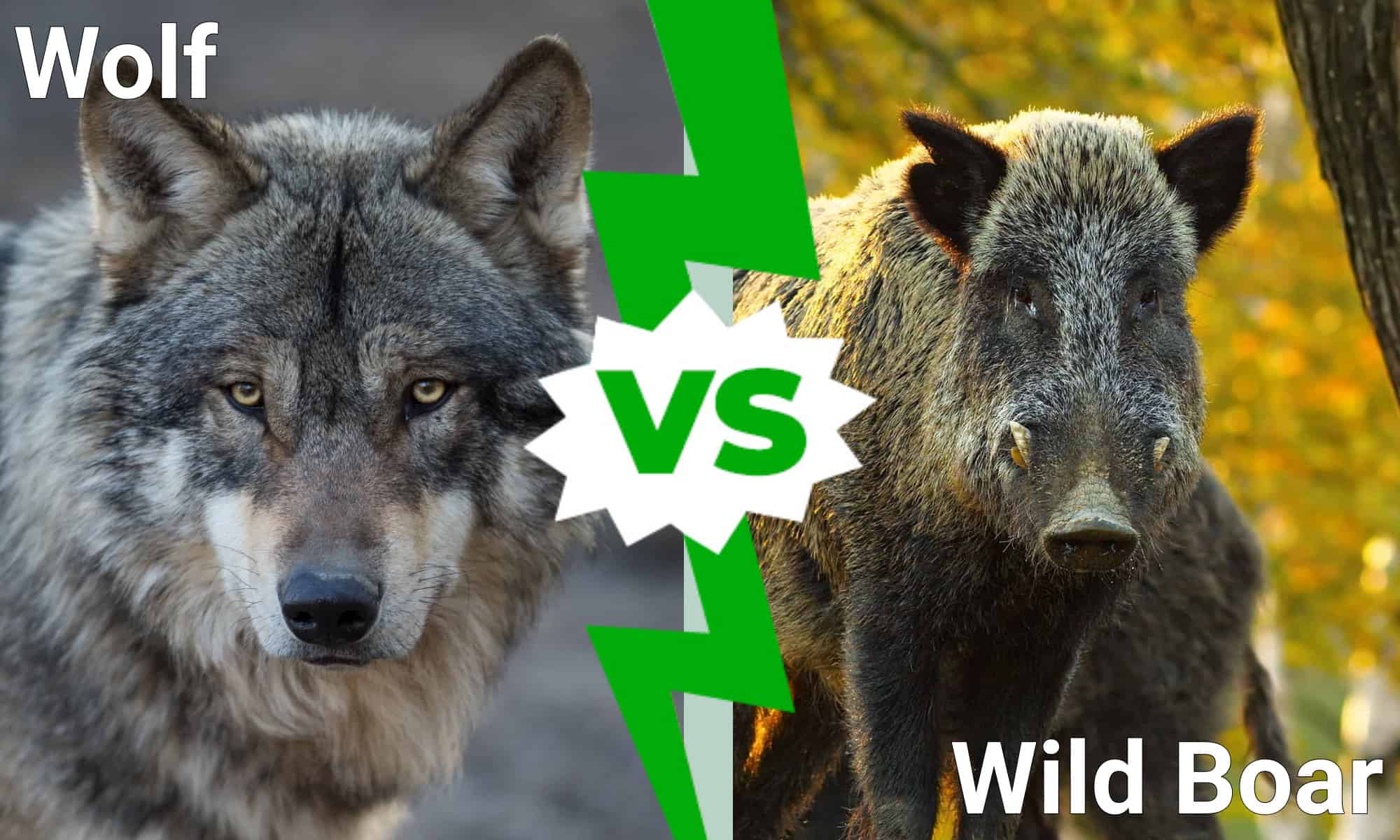 Wolf vs. Wild Boar: Which Animal Would Win a Fight?
