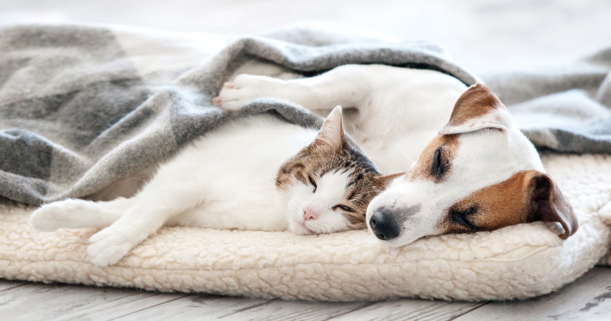 You Can Set Your Puppy Up to be Friends with Your Cat—If You Get the Intro Right