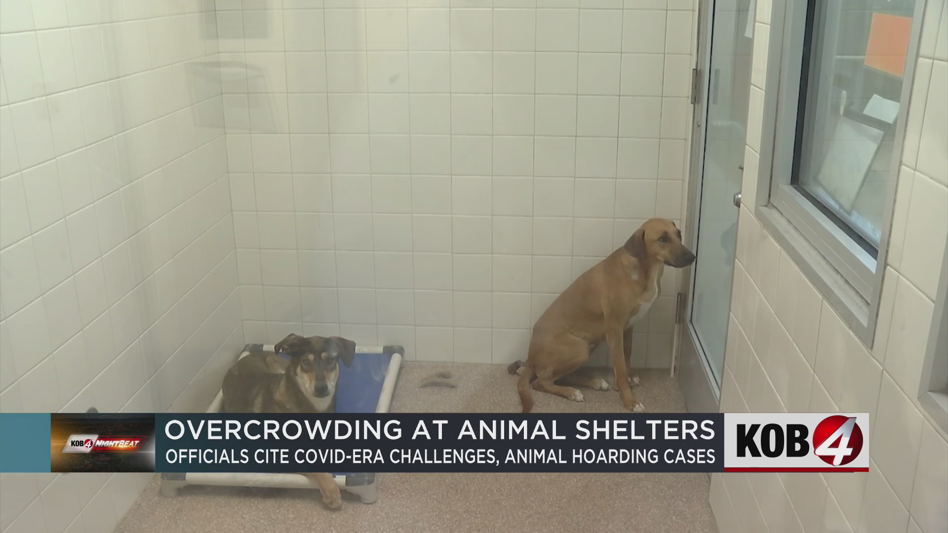 BernCo Animal Care Center struggles with overcrowding