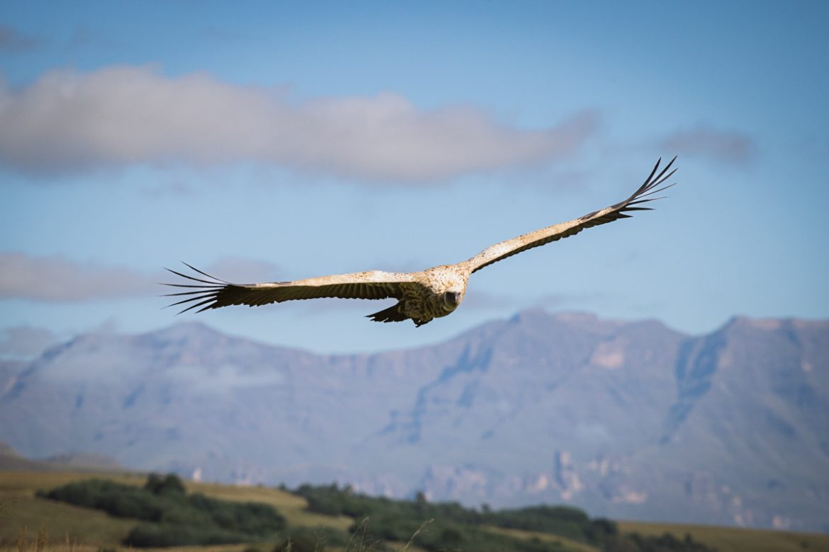 Endangered Vulture Conservation in the Southern Drakensberg