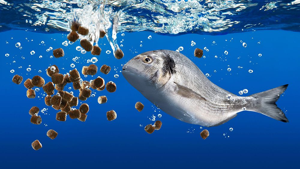 Fish have feelings too: Why animal sentience means we should rethink food