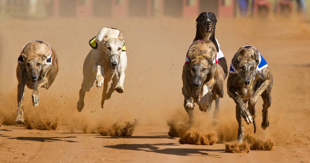 Greyhound race going ahead is ‘disappointing’