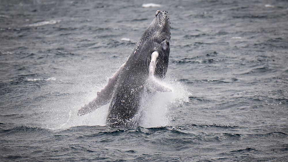 Iceland temporarily bans whaling in the name of animal welfare as support for industry wanes