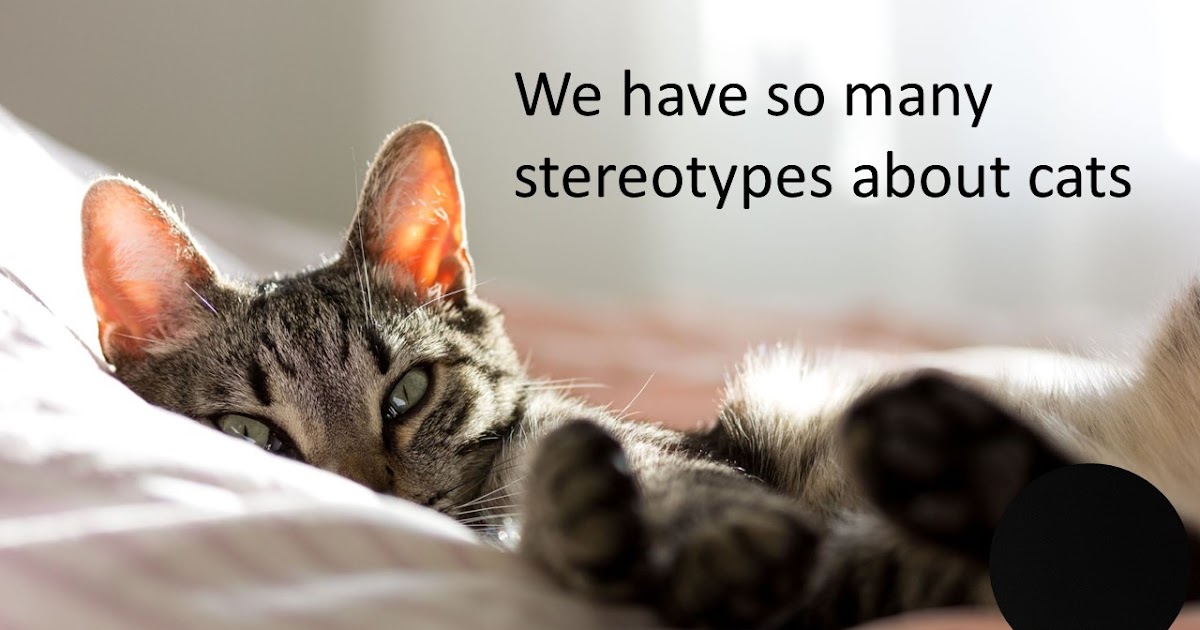 Purr: Countering Stereotypes About Cats