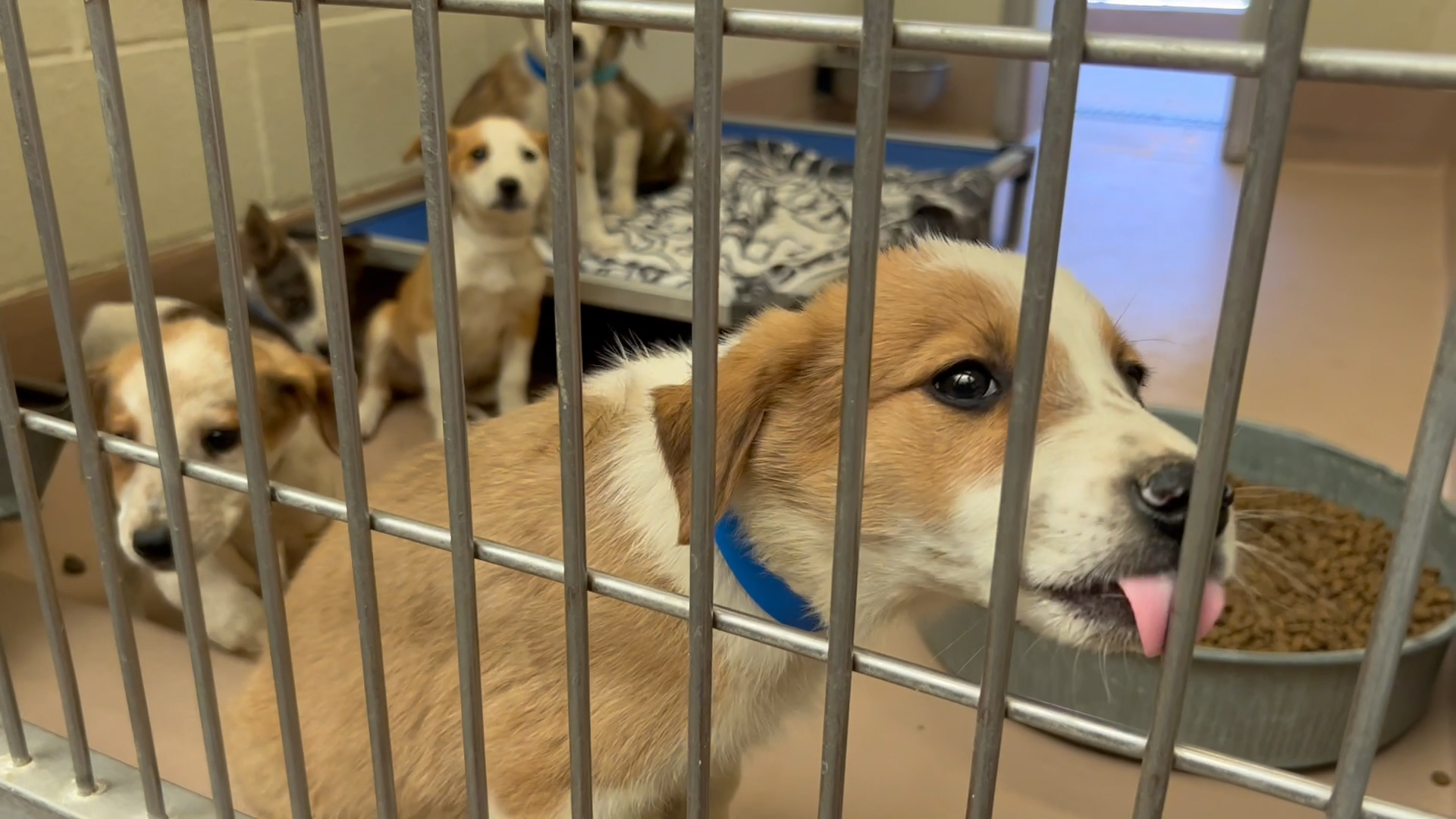 RivCo Animal Shelter Over Capacity, Expected to Double After July 4th