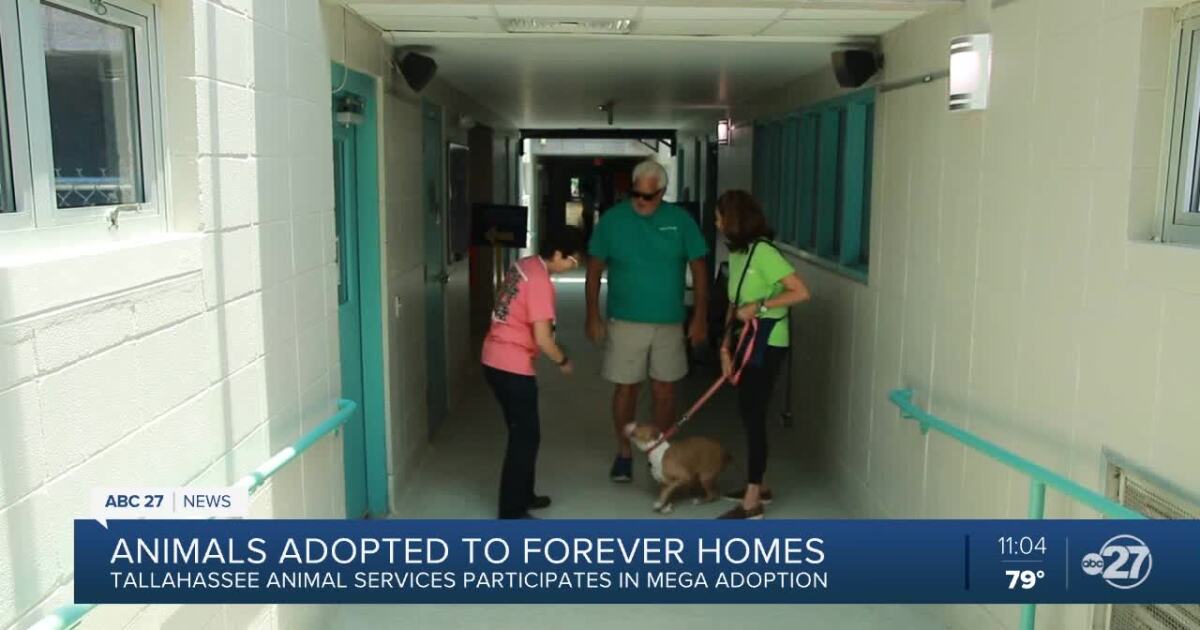 Tallahassee Animal Services sees more than 60 animals adopted for Mega Adoption