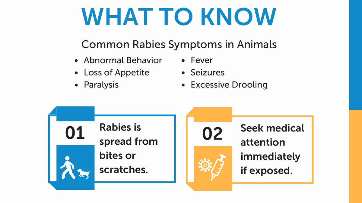 Amarillo Animal Management stresses rabies prevention steps