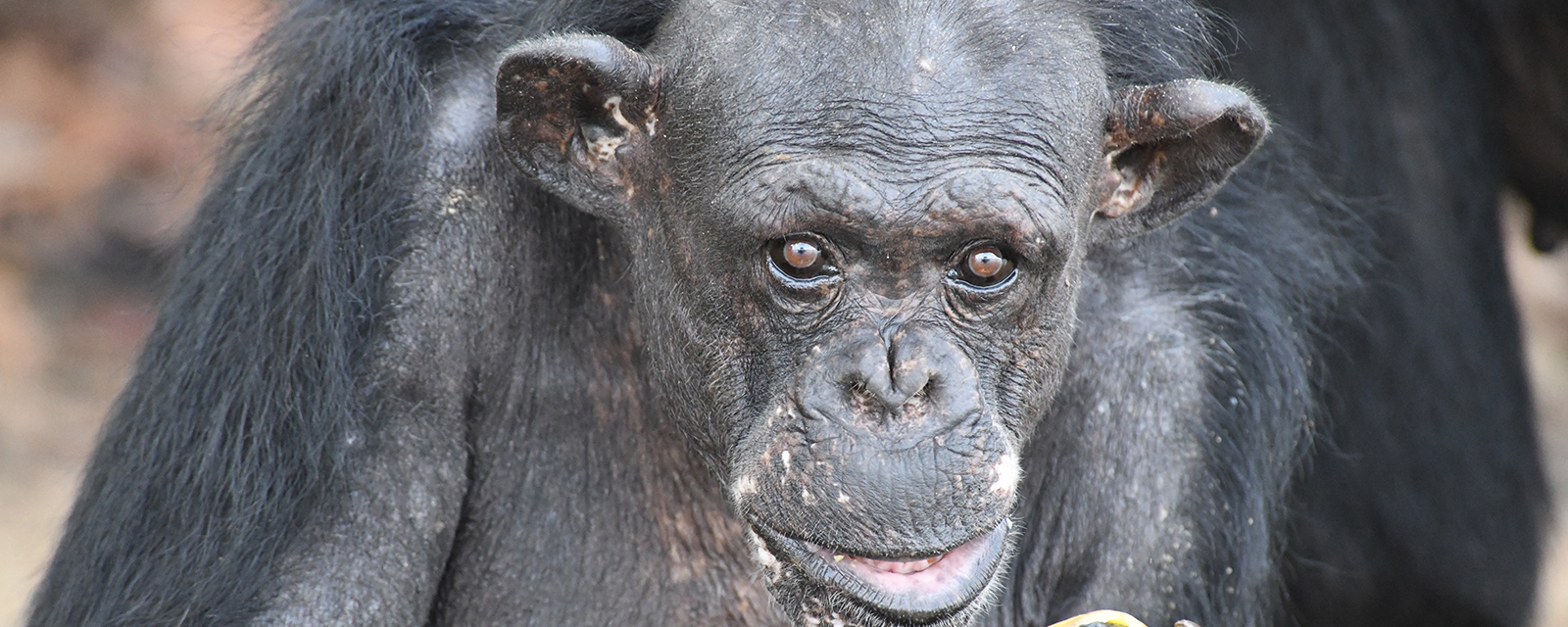 Elderly chimp’s story shows the immense progress we’ve made for animals in labs