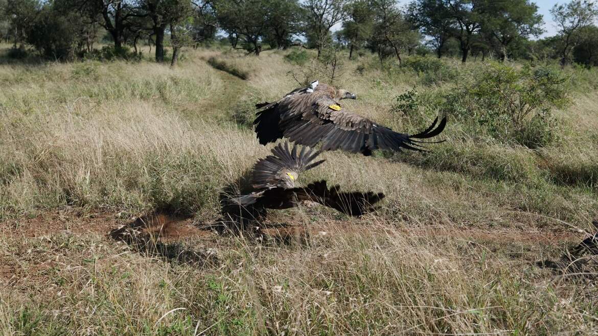 Five Rehabilitated Vultures Released Back into the Wild