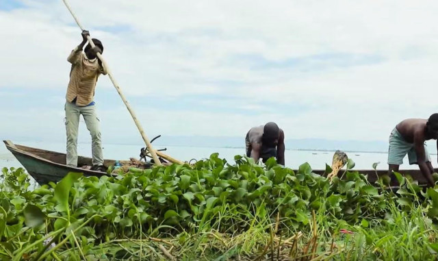Kenyan Youth Discovers Affordable Animal Feed from Lake Victoria’s Water Hyacinth