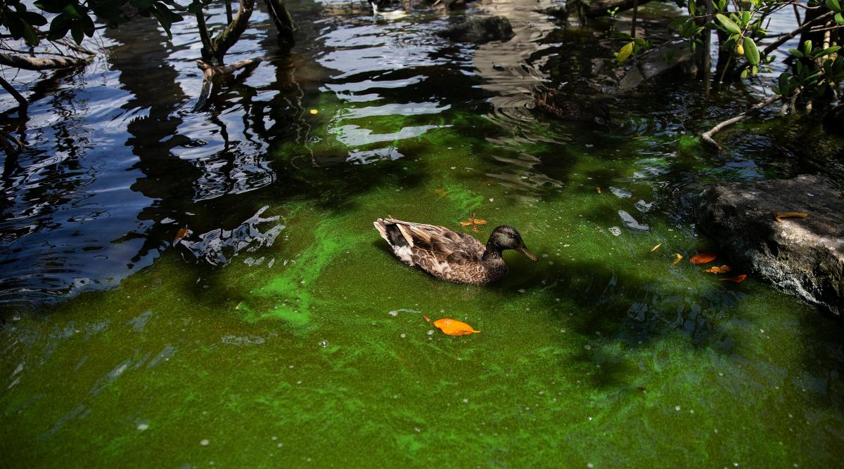 People and animals are increasingly getting sick from toxic algae