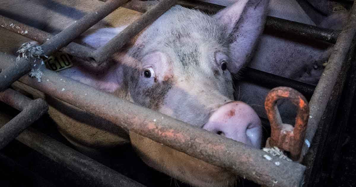 The Newest Threat to Farmed Animals