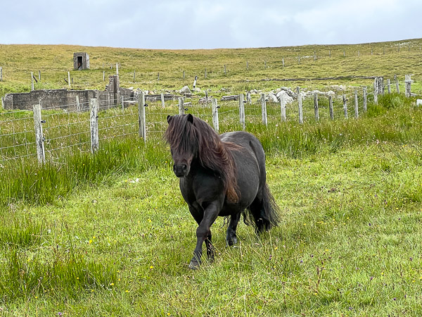 The Track | My Shetland